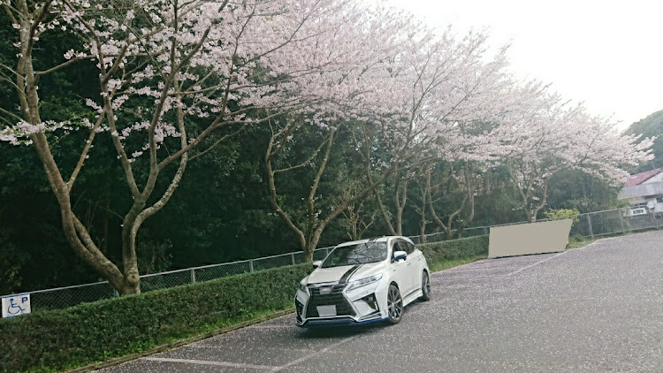 ハリアーの上場亭・桜に関するカスタム事例の投稿画像3枚目