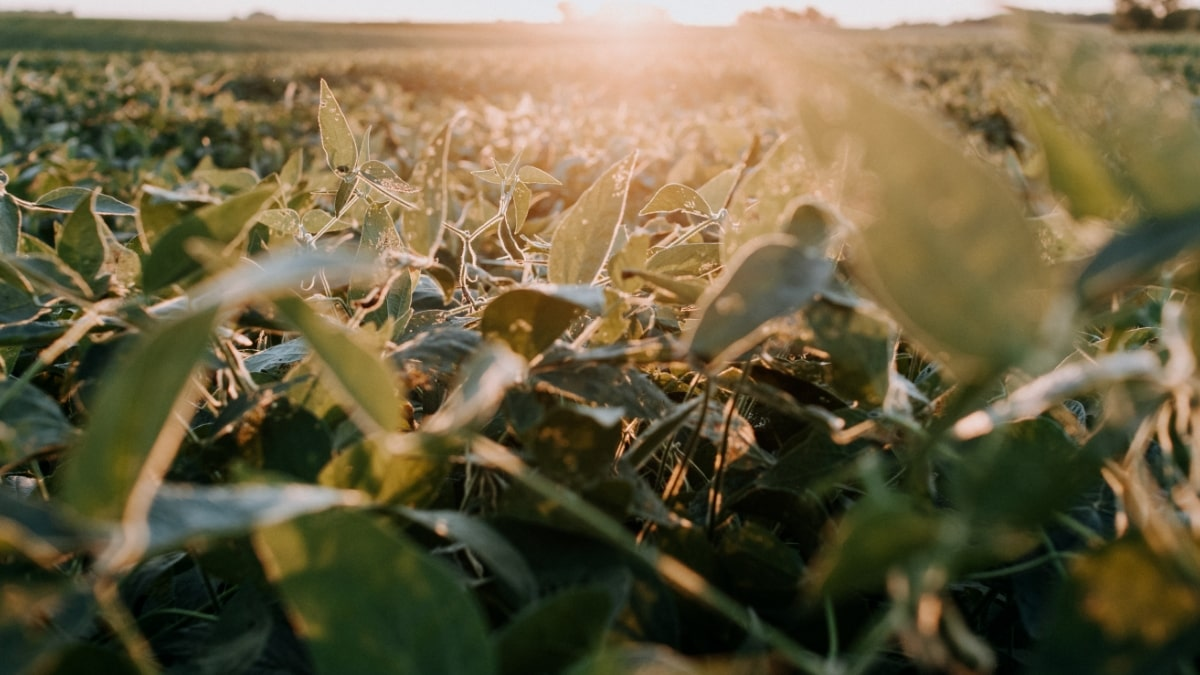 factors affecting pumpkin flowers 