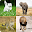 Guess the World Animals Download on Windows