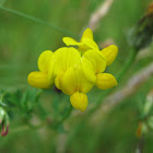 Birdsfoot Trefoil