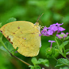 Common Emigrant ( F )