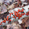 Carpophores mushroom