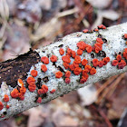 Carpophores mushroom