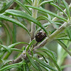 Rosemary Beetle