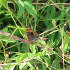 Mangrove buckeye