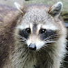 North American Raccoon