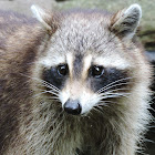 North American Raccoon