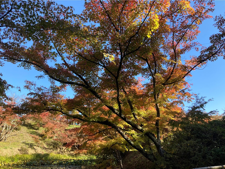 プリウスの11月もよろしくお願いします・何時もいいねコメントありがとうございます😊・紅葉コラボ・スタンド映えに関するカスタム事例の投稿画像4枚目
