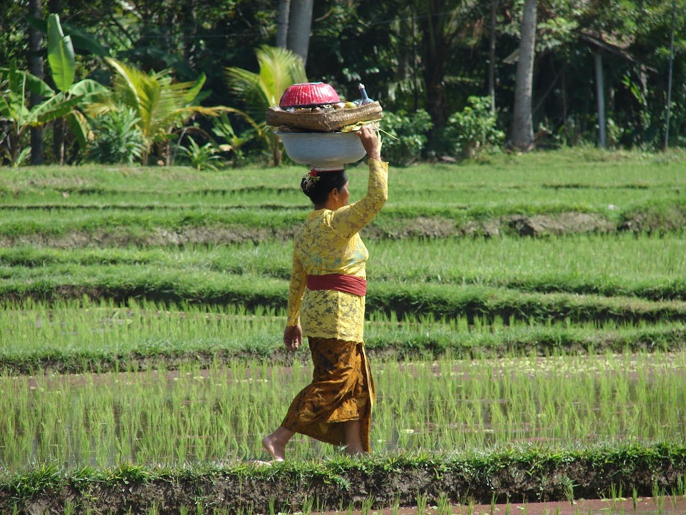 rizières ubud