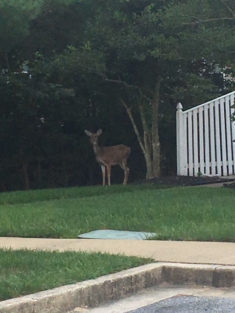 White tail deer