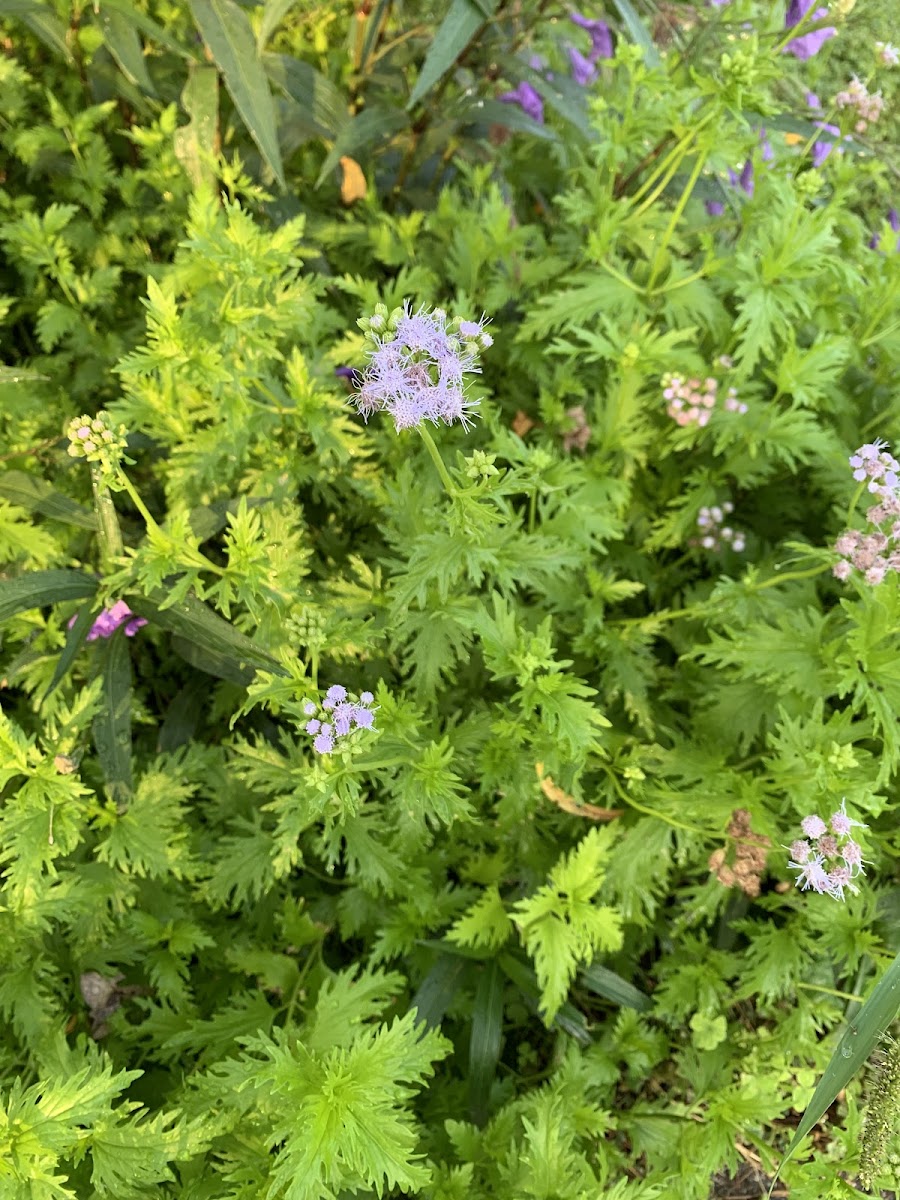 Palmleaf Mistflower