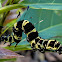 Tinoleus moth Caterpillar