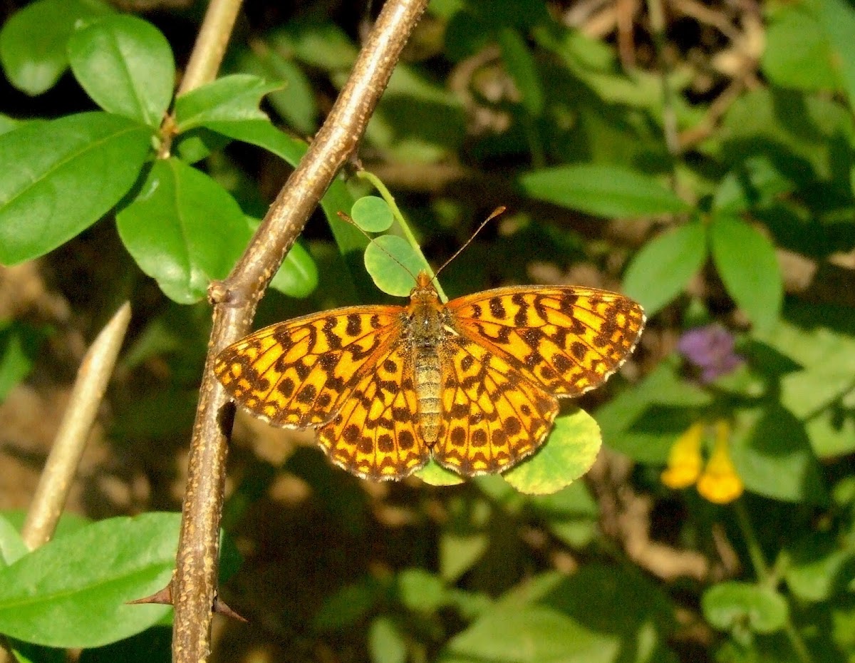 Violet Fritillary