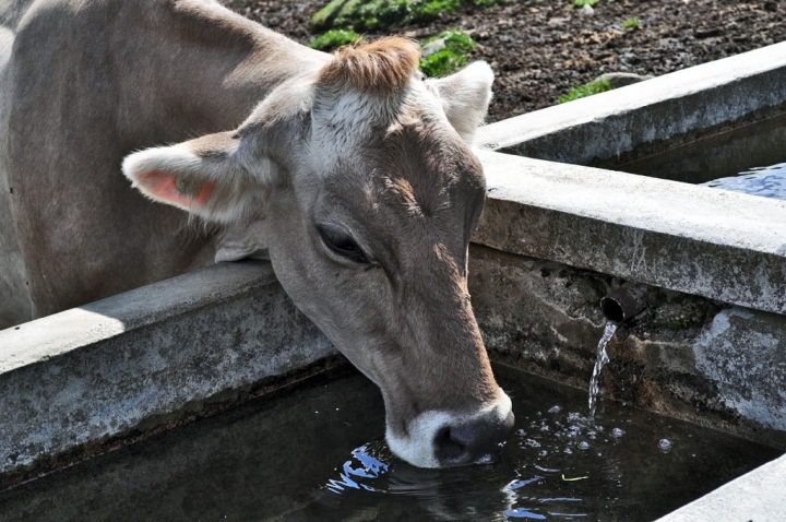 Un Goccio di Acqua Fresca di Dicinquemila