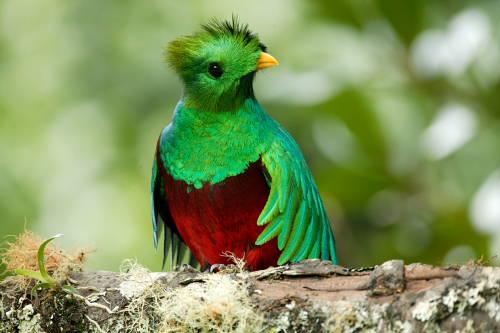 The Quetzal