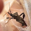 Leaf-Footed Bug