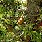 Prickly juniper (Αγριόκεδρο)