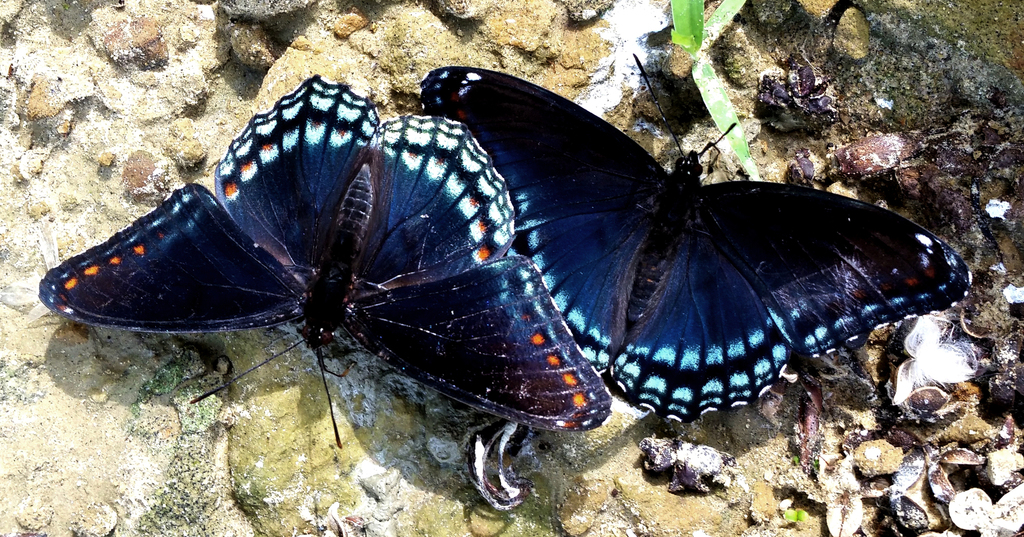 Red-spotted Purple