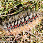 Caterpillar