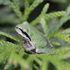 Pacific Tree Frog