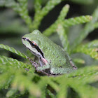 Pacific Tree Frog