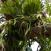 Staghorn Ferns or Elkhorn Ferns