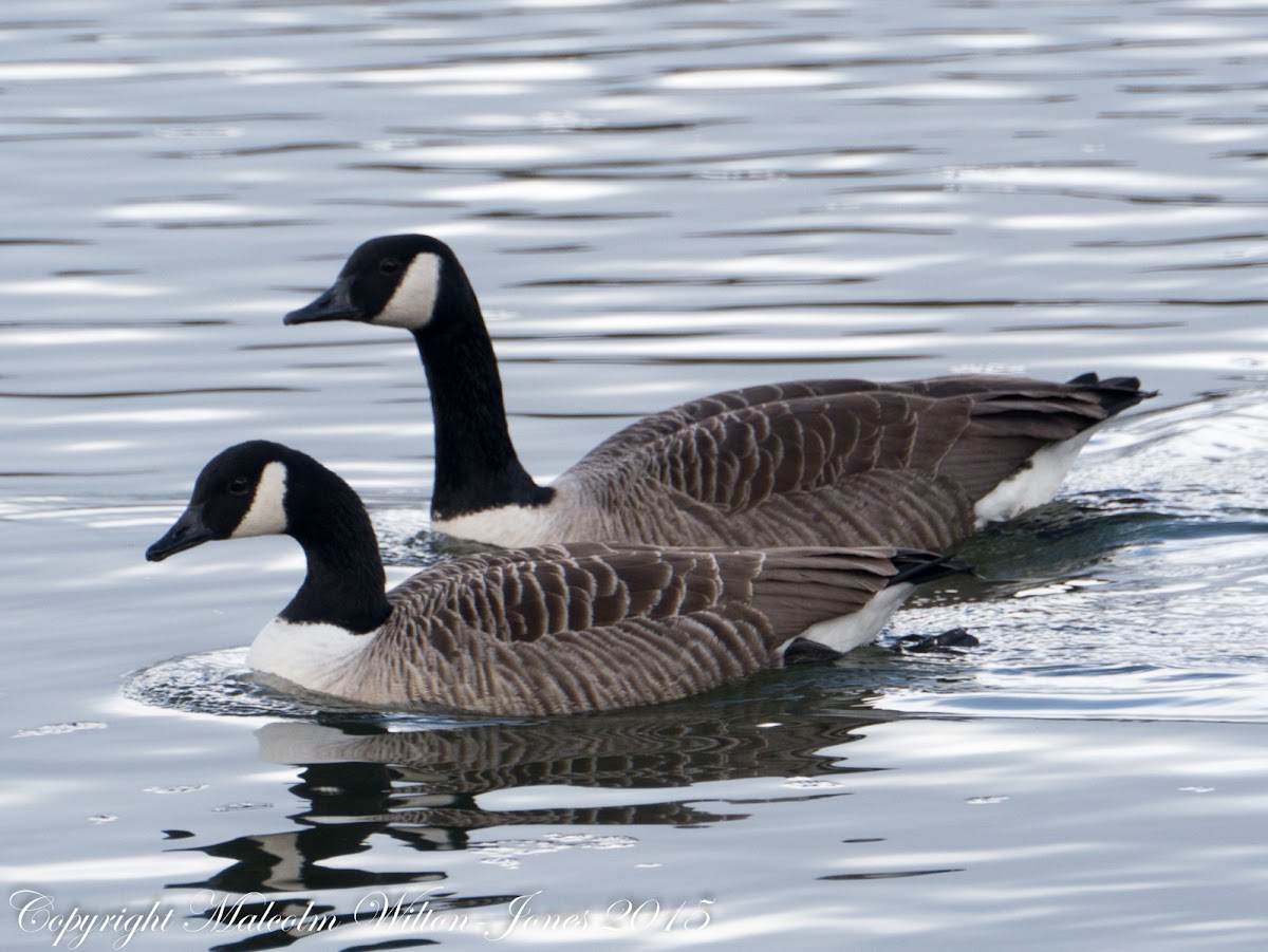 Canada Goose