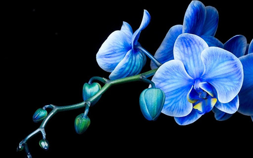 Orchid Pack 3 Live Wallpaper