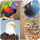 Download Birds Live Wallpaper 2019: Beauty HD Background For PC Windows and Mac 1.1