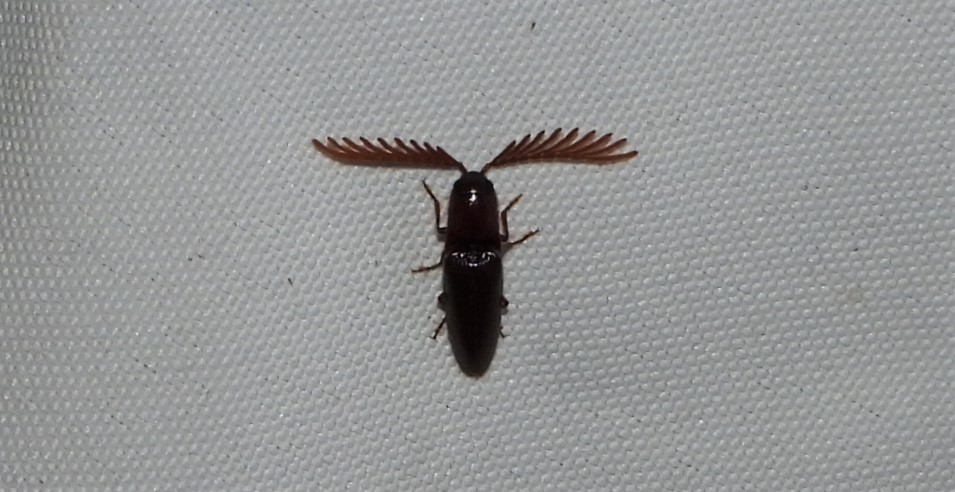 Pectinate Click Beetle