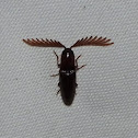 Pectinate Click Beetle