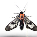 Wasp Moth