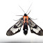 Wasp Moth