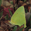 Cloudless Sulphur