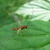 Unknown Braconid Wasp