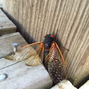 Periodical cicada