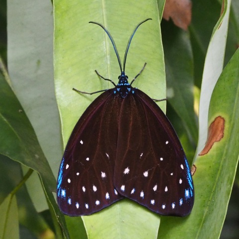 Midama Moth