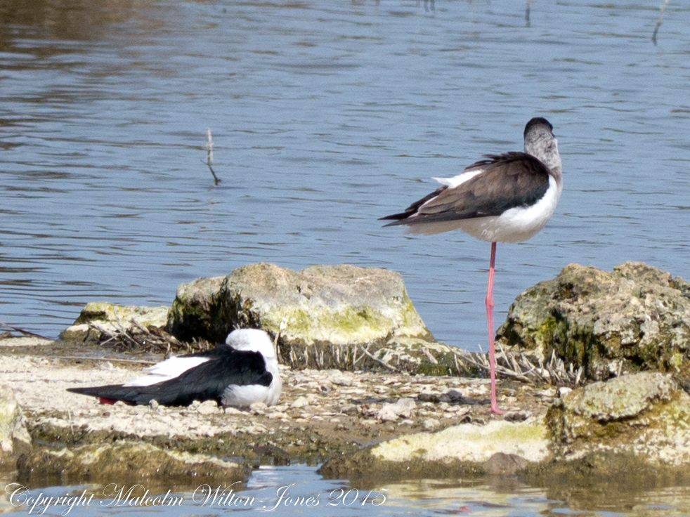 Black-winged Stilt; Cigüeñuela