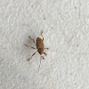 Acorn Weevil