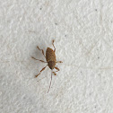 Acorn Weevil