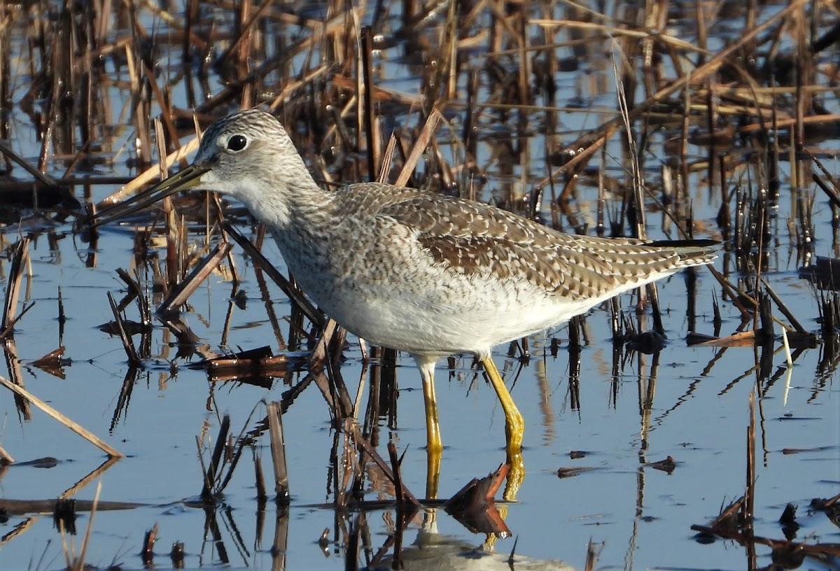 Greater yellowlegs