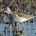 Greater yellowlegs