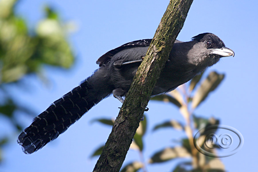 Matracão (Giant Antshrike) - Male