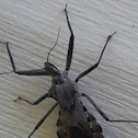 Assassin Bug