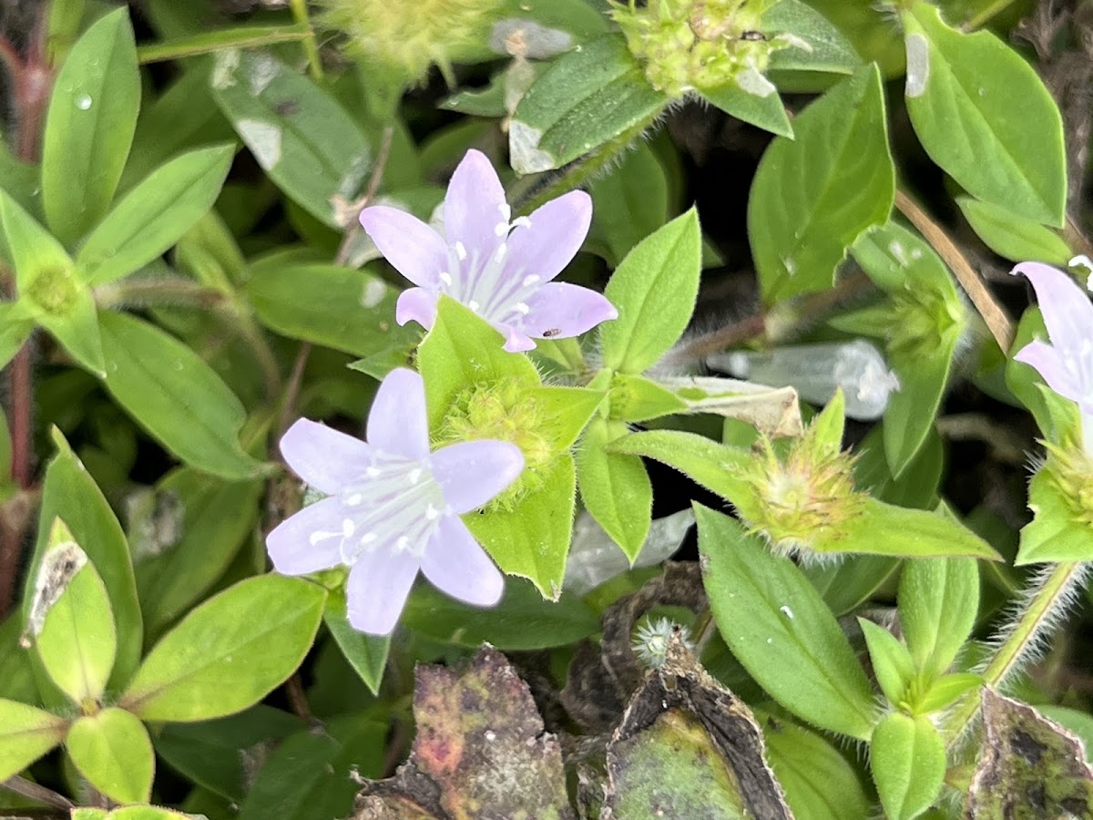 Large Flower Mexican Clover