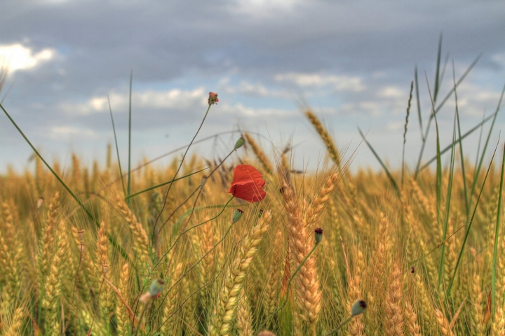 Poppy.... di Fotocop