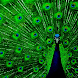 Peacock live wallpaper