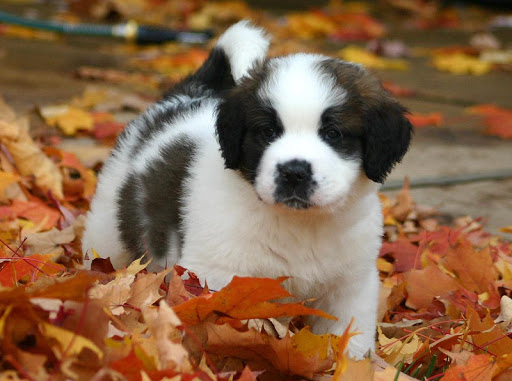 St. Bernard Saint Bernard