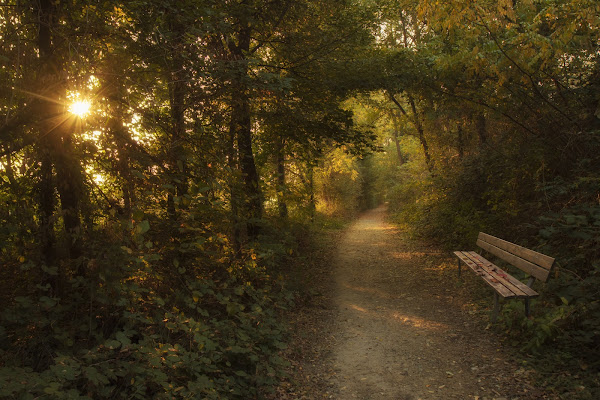 autunno nel bosco di angart71