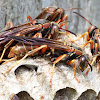 Northern Paper Wasp (Nest)